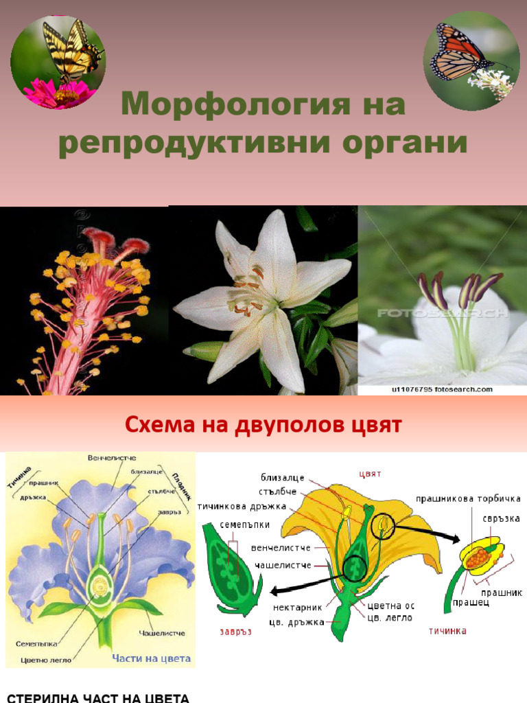 Морфология на репродуктивни органи | PDF
