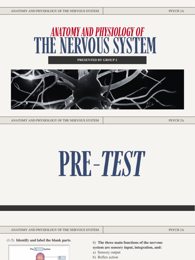 Nervous System Anatomy & Physiology | PDF | Nervous System | Central ...