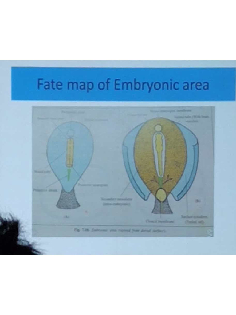 3rd Week... Embryology (Pirated Version) | PDF