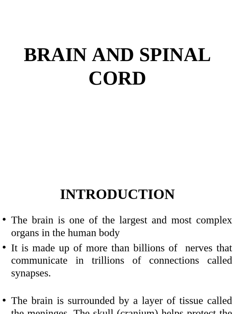 Anatomy and Functions of Brain & Spinal Cord | PDF | Spinal Cord | Cerebrum