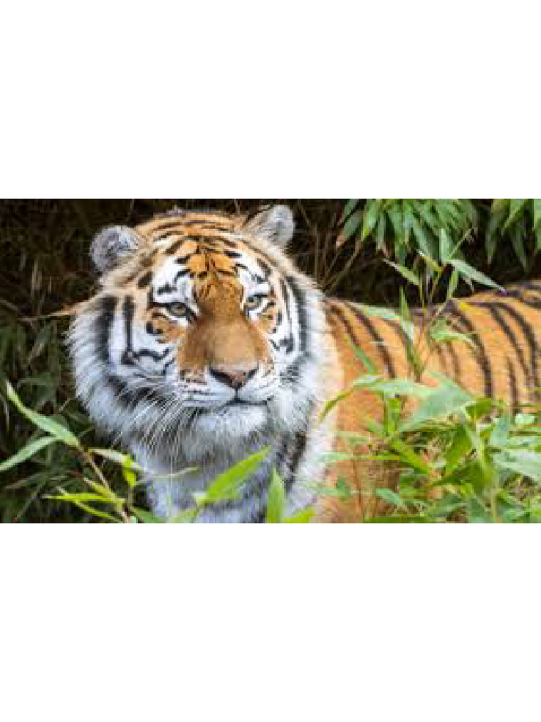 Tiger | PDF