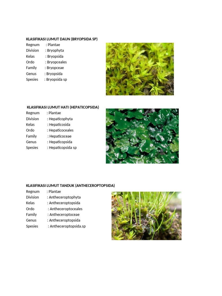 Klasifikasi Lumut: Bryopsida, Hepaticopsida, Antheceroptopsida | PDF