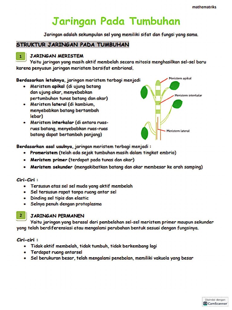Rangkuman Biologi Jaringan Tumbuhan | PDF