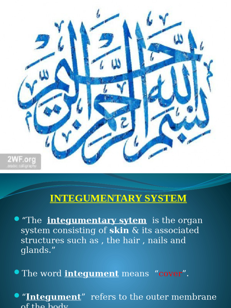 Overview of the Integumentary System | PDF | Integumentary System | Skin