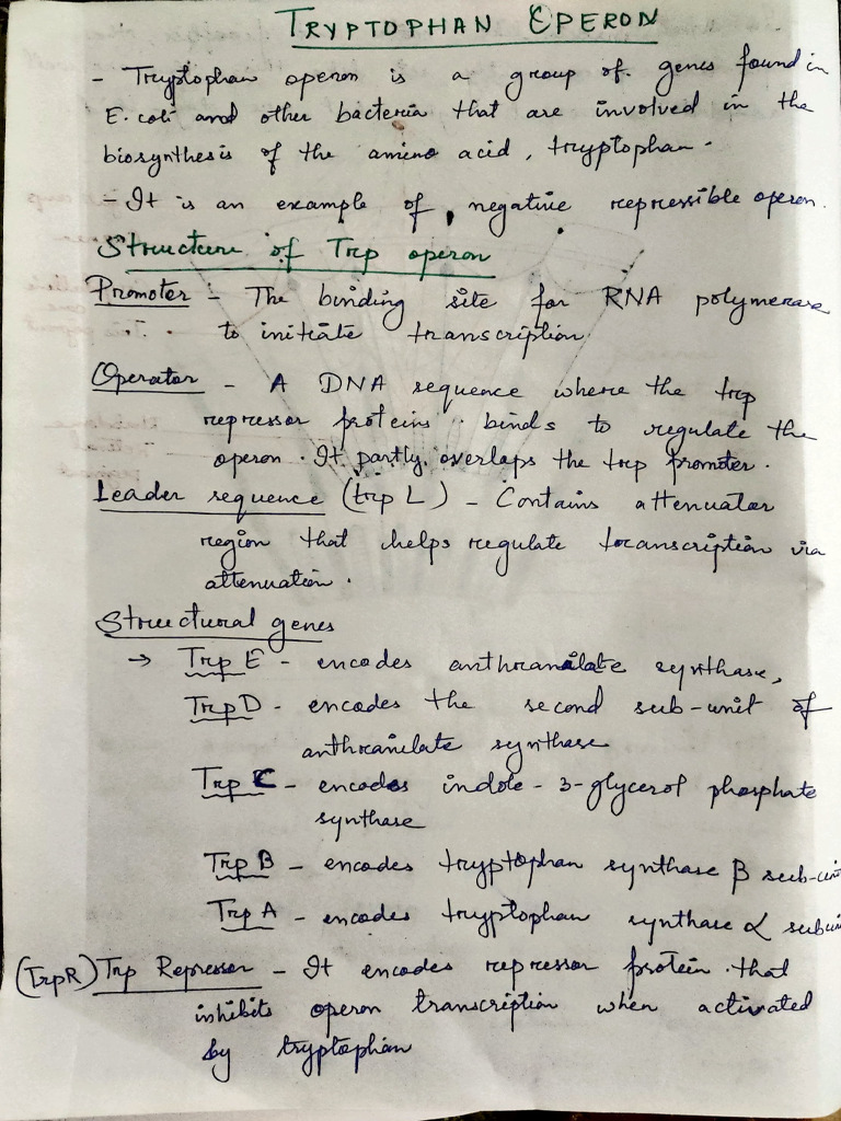 Tryptophan Operon | PDF