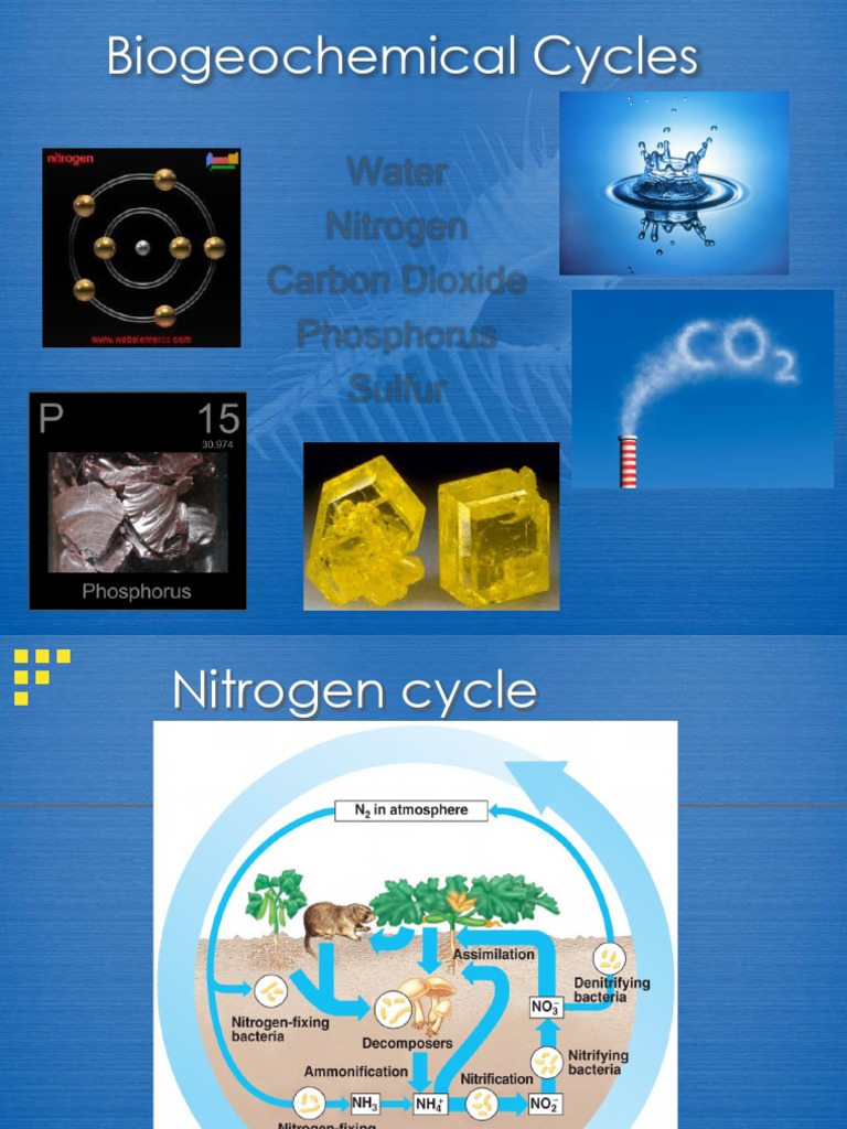 Nitrogen Cycle Lecture | PDF