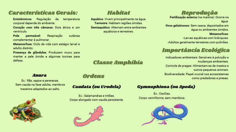 Classe Amphibia | PDF | Sapo | Anfíbio