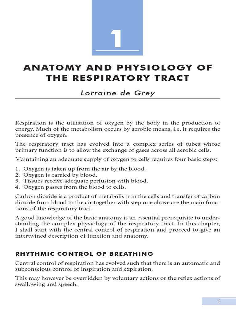 Anatomy and Physiology of The Respiratory Tract | PDF | Larynx | Lung