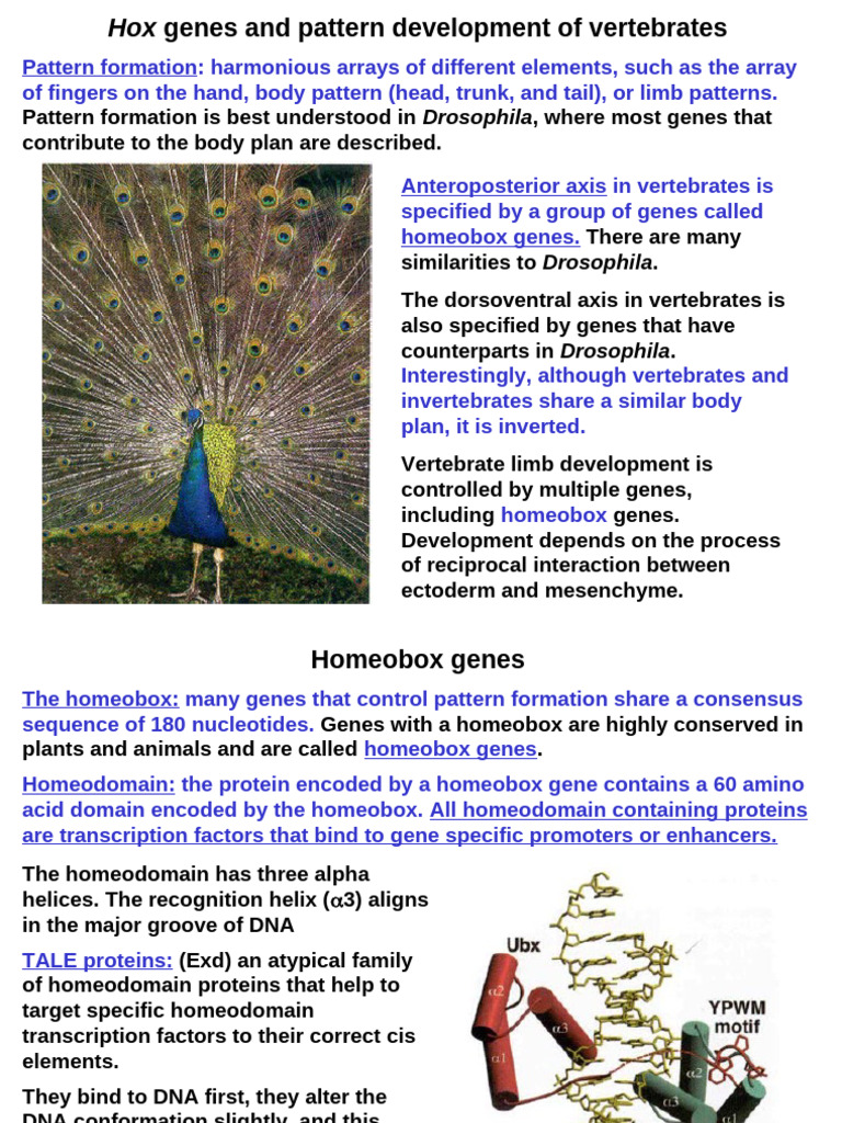 Hox Genes and Vertebrate Development | PDF | Biochemistry | Chemistry