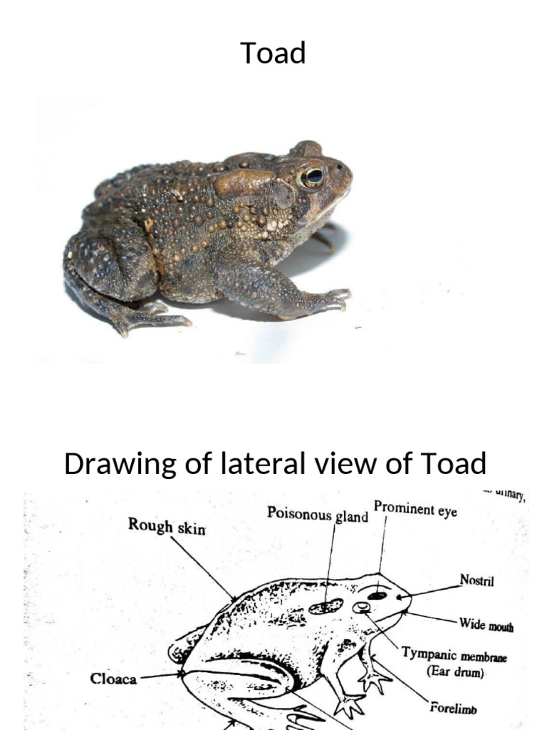Frog External Anatomy Labeling Diagram