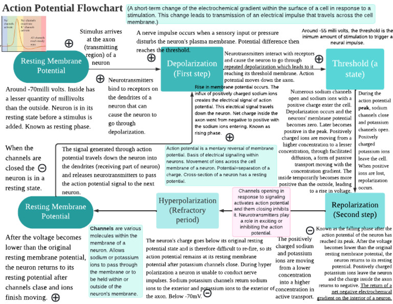 Action Potential Process in Neurons | PDF | Action Potential ...