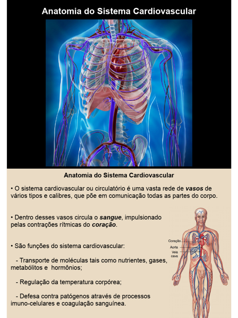 Anatomia do Sistema Cardiovascular | PDF | Sistema circulatório | Coração