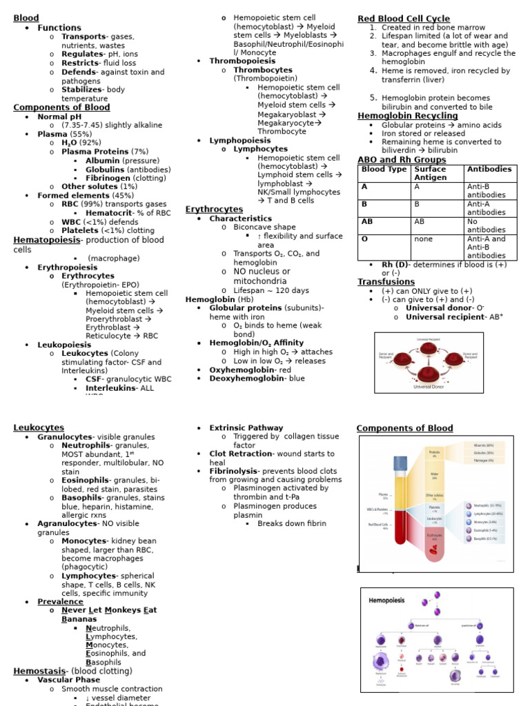 Unit 2 Cardiovascular System - Blood Class Notes | PDF | Red Blood Cell ...