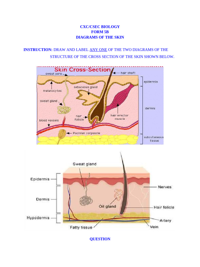 5b Diagrams of Skin | PDF
