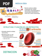 dianocitos-pdf-sangre-leucocito