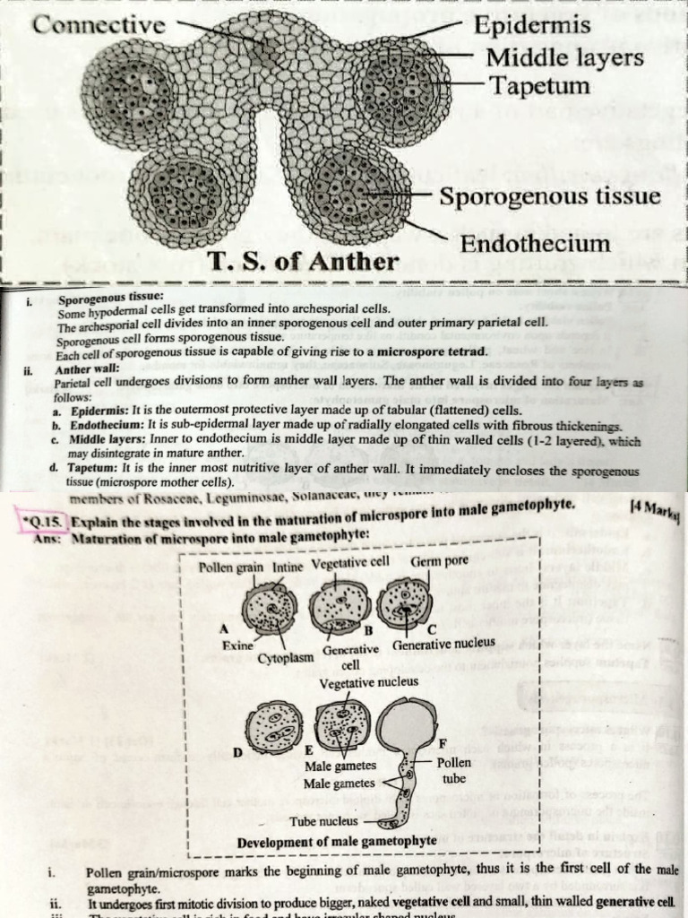 Development of Male Gametophyte in Plants | PDF | Fertilisation | Flowers