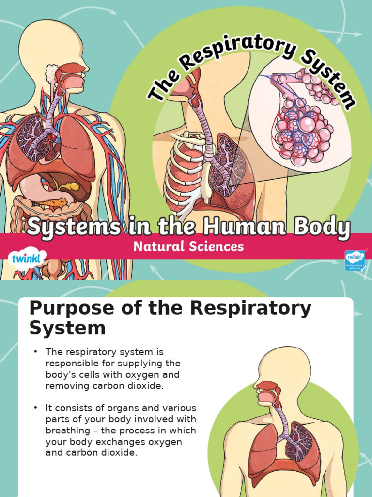 Za NST 1642787358 Systems in The Human Body Respiratory System ...