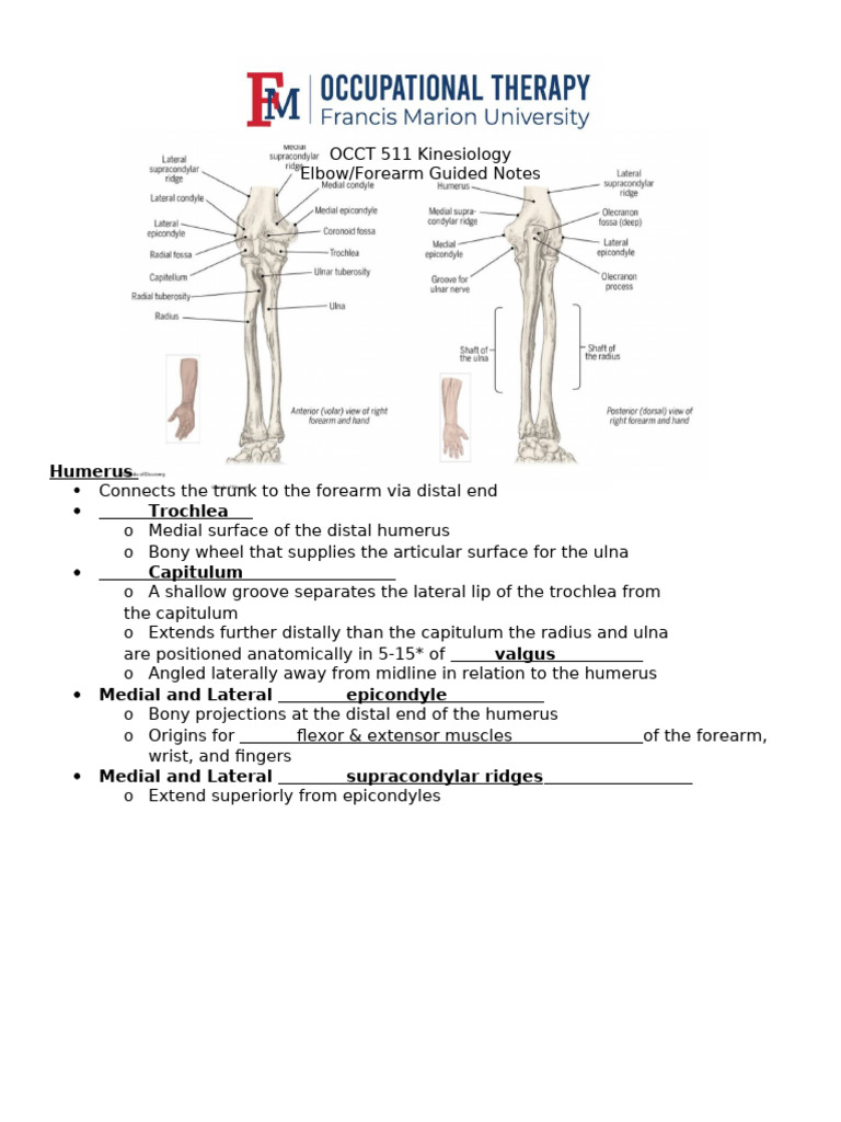 Elbow and Forearm Kinesiology Notes | PDF | Elbow | Anatomical Terms Of ...
