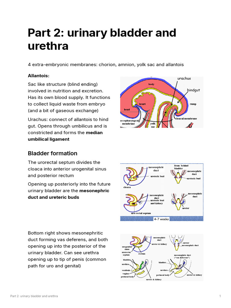 8.2.part 2 Urinary Bladder and Urethra | PDF