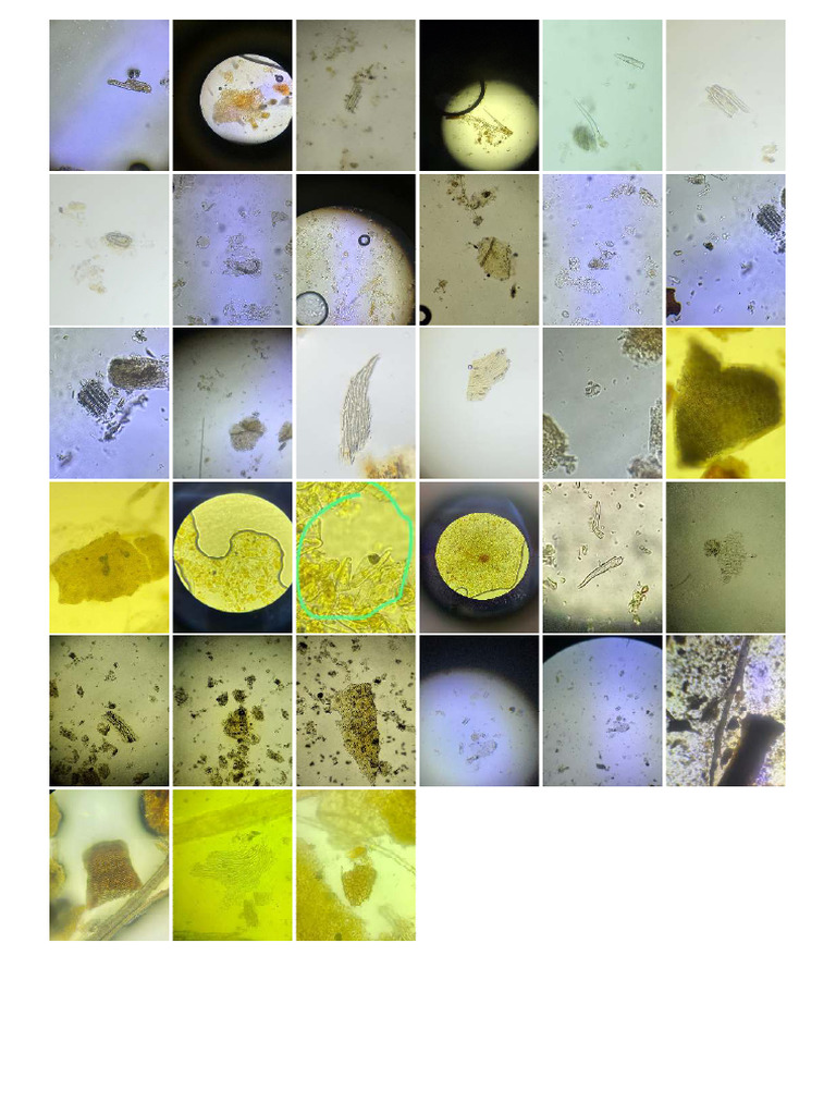 Farmakog Simplisia Herba | PDF