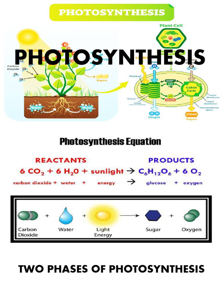 Dark Reaction: Calvin Cycle Overview | PDF | Photosynthesis | Metabolism