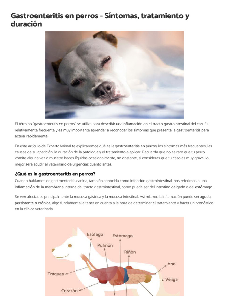Tratamiento de gastroenteritis en perros | PDF | Diarrea | Deshidración