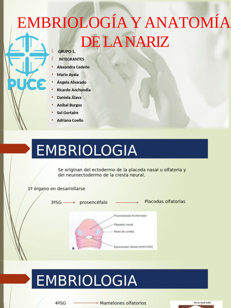 Embriología y Anatomía de la Nariz | PDF | Nariz humana | Cabeza y ...