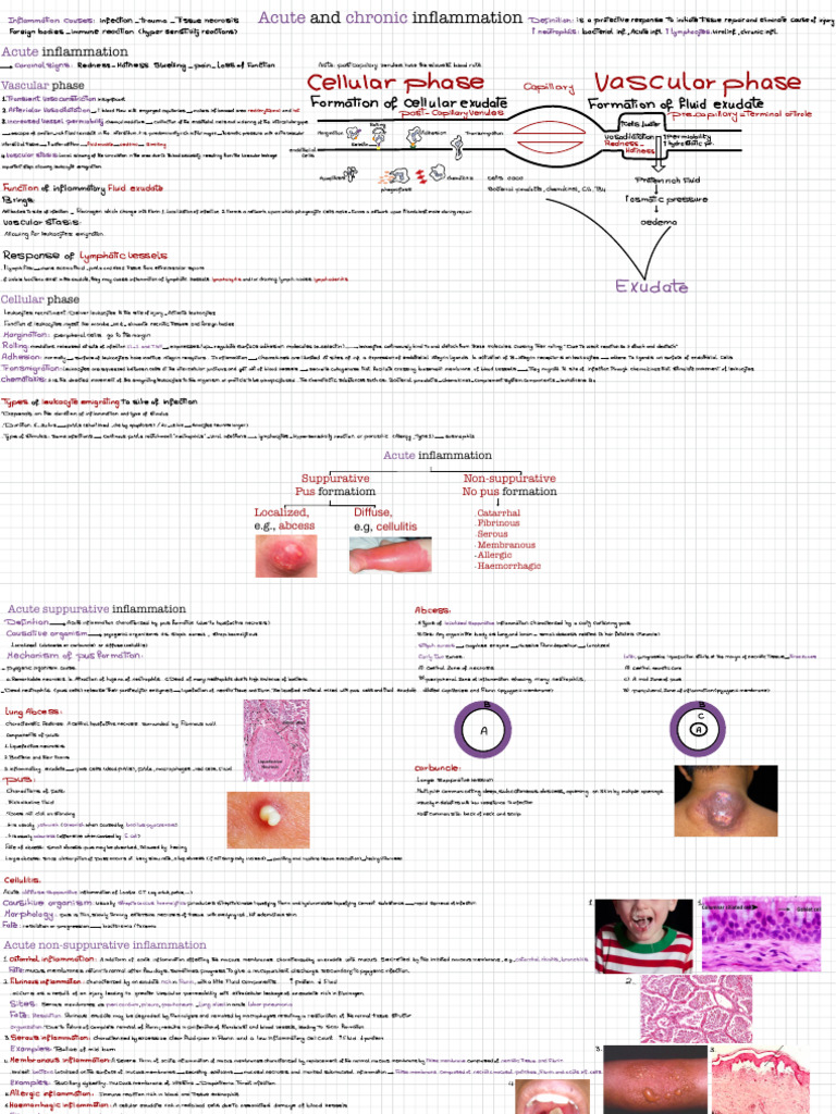 Fibrinous Inflammation Overview | PDF | Inflammation | Necrosis
