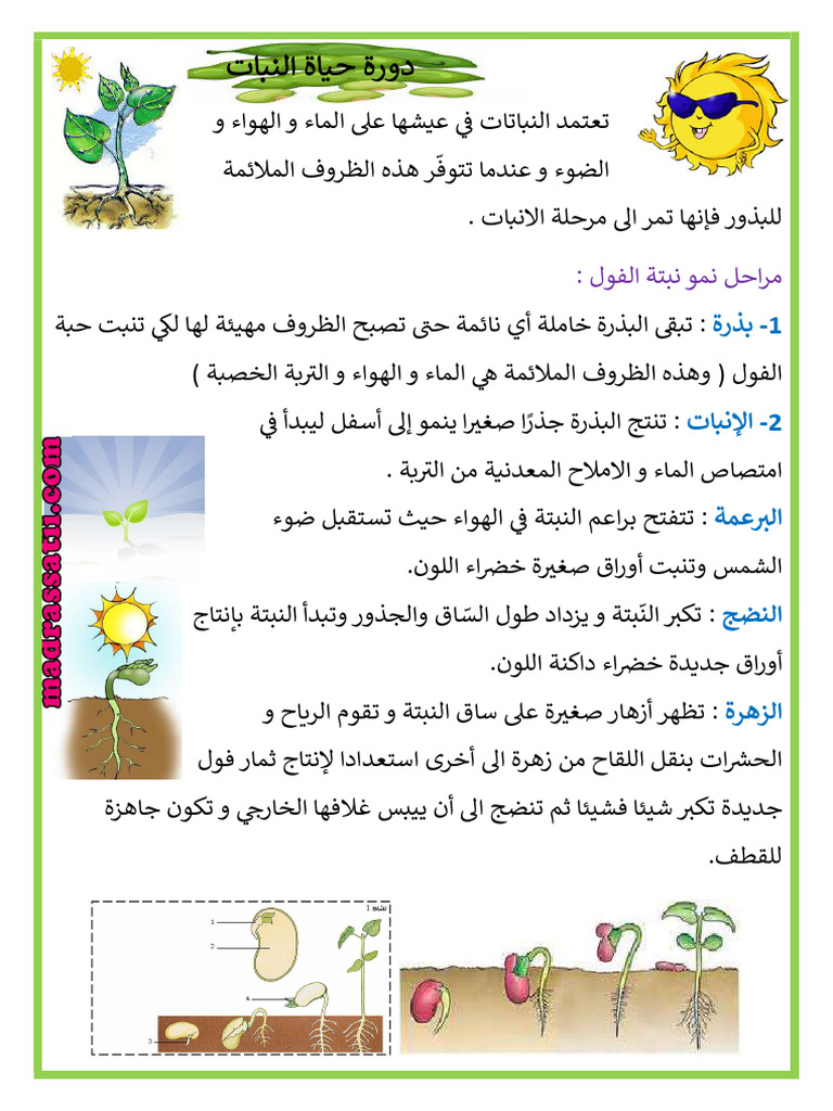 مراحل نمو النبات دورة حياة نبتة الفول madrassatii.com - | PDF