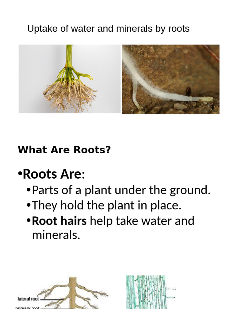 Uptake of Water and Minerals by Roots | PDF