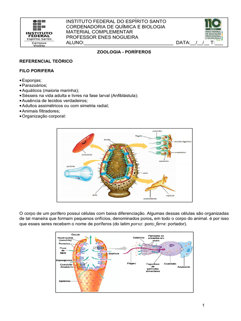 Estrutura e Reprodução dos Poríferos | PDF | Esponja | Biologia