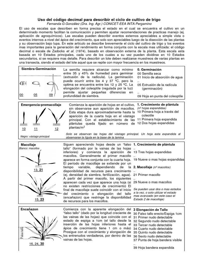 Zadocks | PDF | Germinación | Tallo de la planta