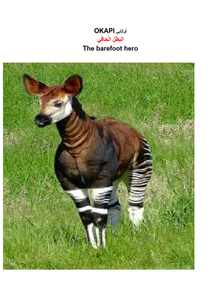 البطل الحافي OKAPI | PDF