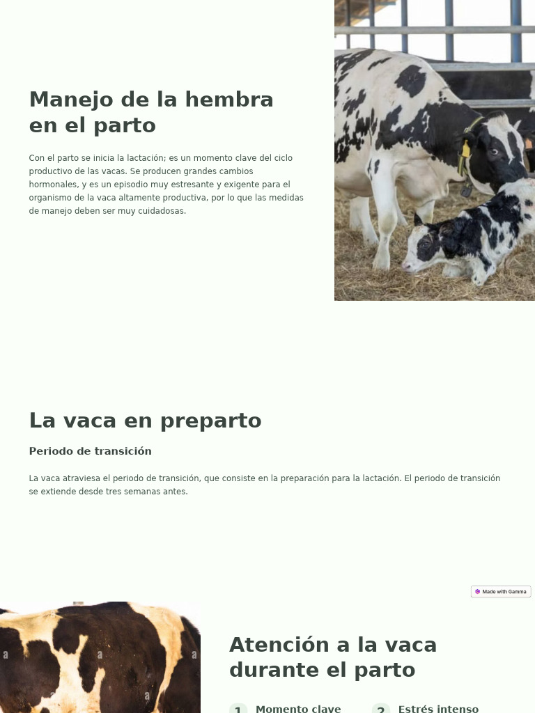 Manejo de La Hembra en El Parto | PDF | Parto | Vacas