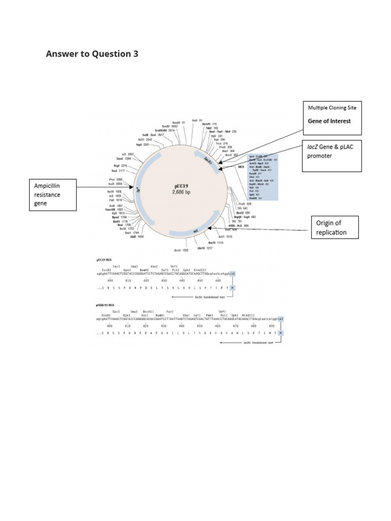 Fermentation Technology - Biotech - Question 3 | PDF | Molecular ...