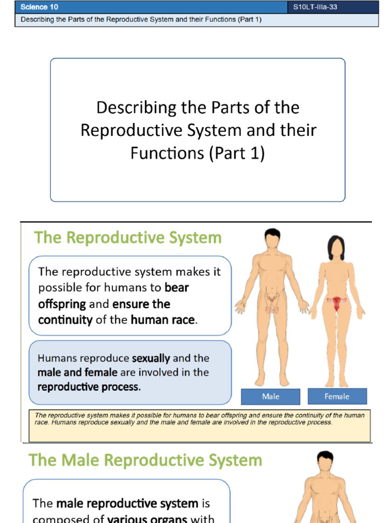 Q3 L1 Describing The Parts of The Reproductive System and Their ...