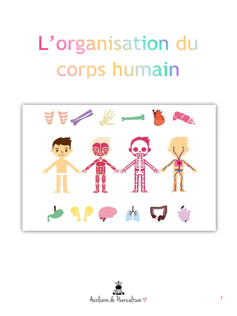 Organisation du corps humain expliquée | PDF | Cellule (Biologie ...