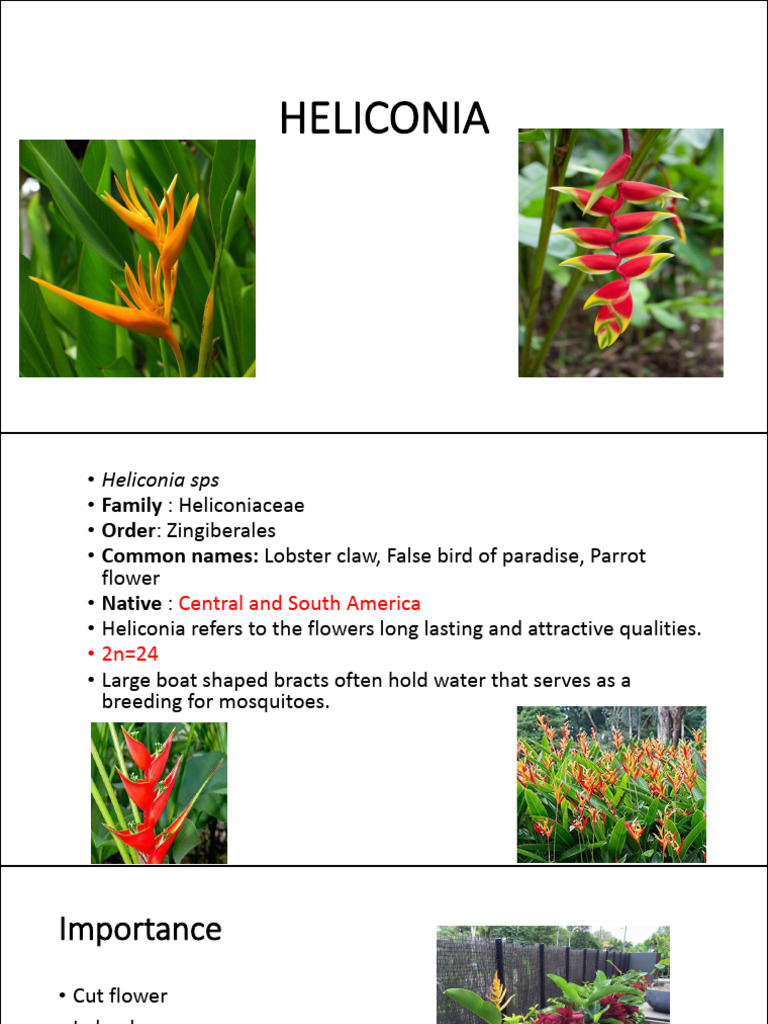 Heliconia Species Overview and Care | PDF | Plants | Botany