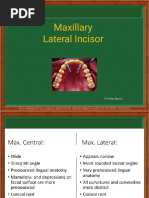 Anatomy of Maxillary Central Incisor | PDF | Dental Anatomy | Dentistry ...
