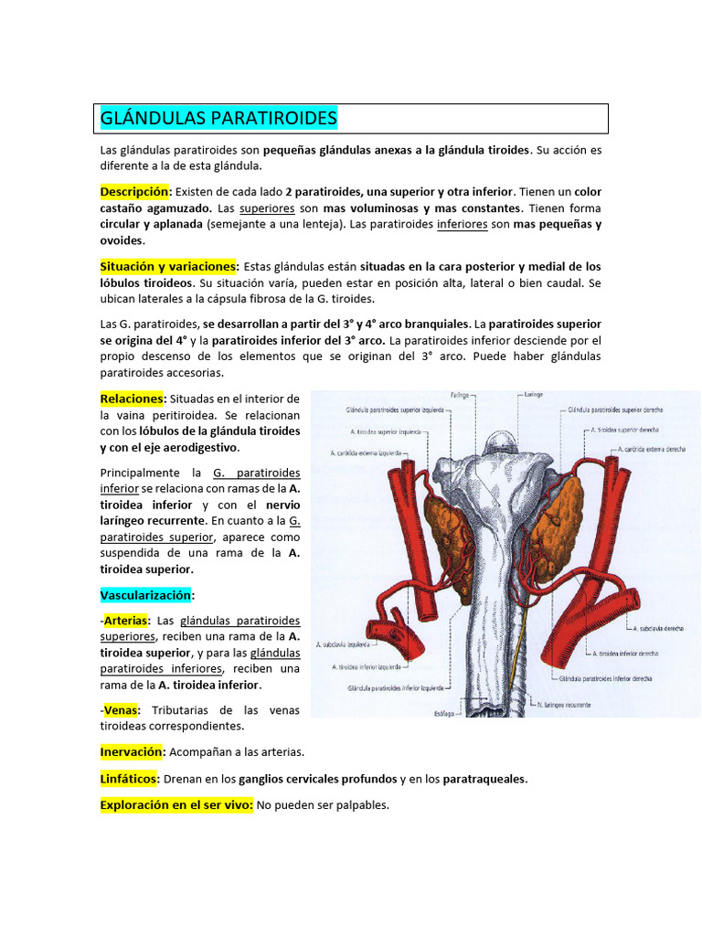 Glándulas Paratiroides: Función y Anatomía | PDF