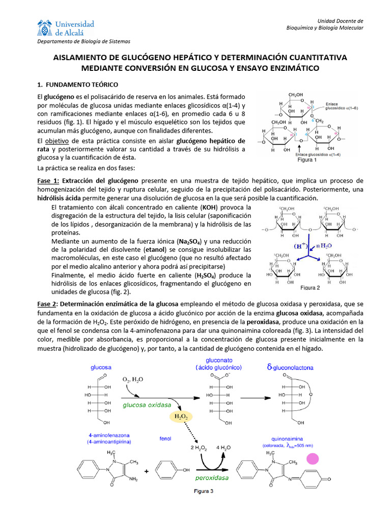 Glucógeno y Glucosa Cuantitativa | PDF | Glucógeno | Concentración