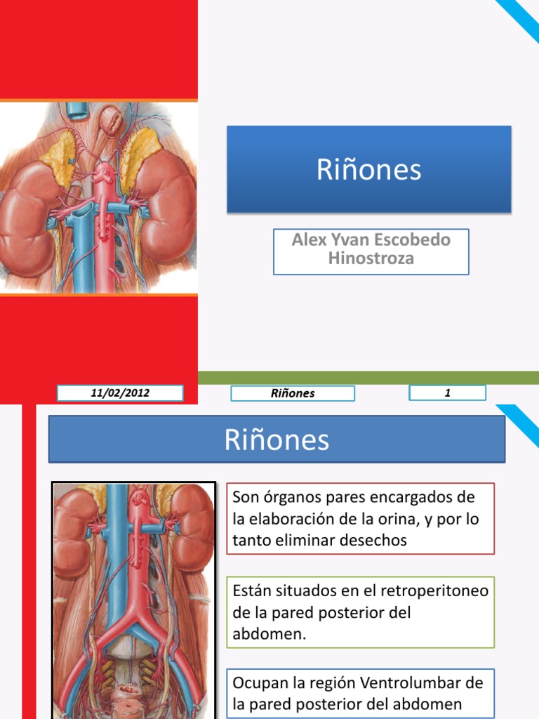 Anatomía y Función de los Riñones | PDF | Riñón | Abdomen