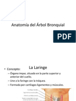 Anatomía Del Árbol Bronquial