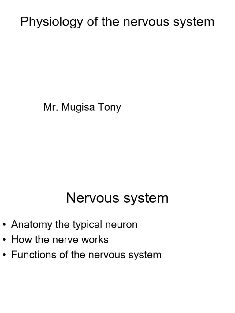 Nervous System Physiology Overview | PDF | Neuron | Action Potential