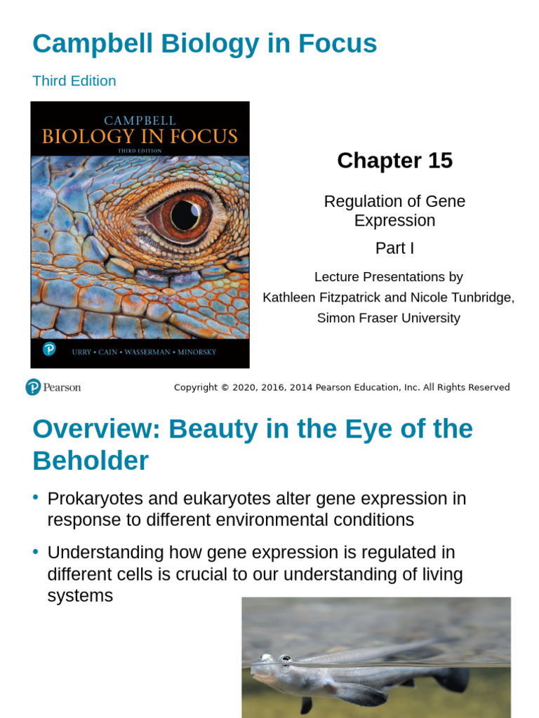Bio 131 CH 15.1 - Reg Gene Exp - OPERONS - Part I - Fa2024.v2 | PDF ...