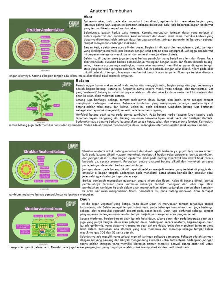 Anatomi Tumbuhan | PDF