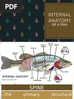 External Anatomy of Bony Fish Explained | PDF | Science & Mathematics