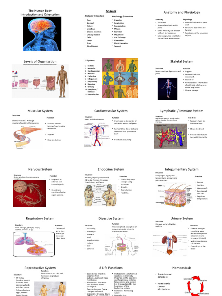 Chapter 7. Human Anatomy and Physiology, BBAE 2023 | PDF | Human Body ...