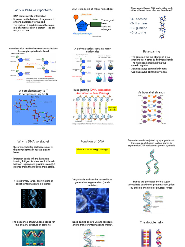 Importance and Structure of DNA | PDF | Dna | Base Pair