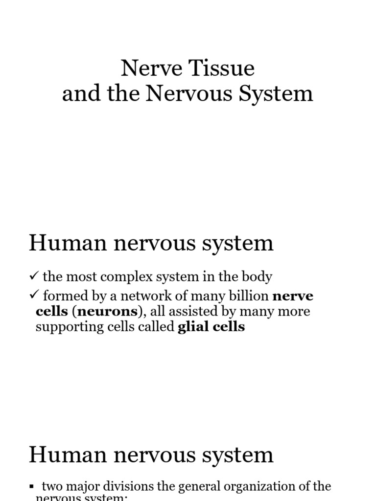 Overview of Human Nervous System Structure | PDF | Chemical Synapse | Axon